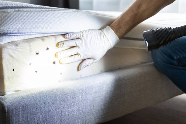 Best Affordable Pest Control Services  in Midland, WA