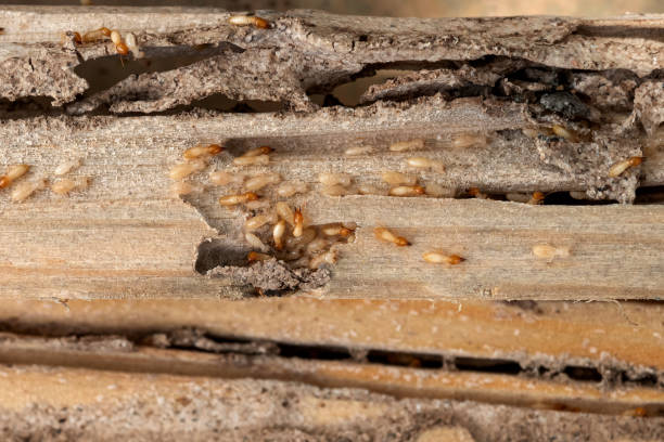 Best Pest Control for Restaurants  in Midland, WA